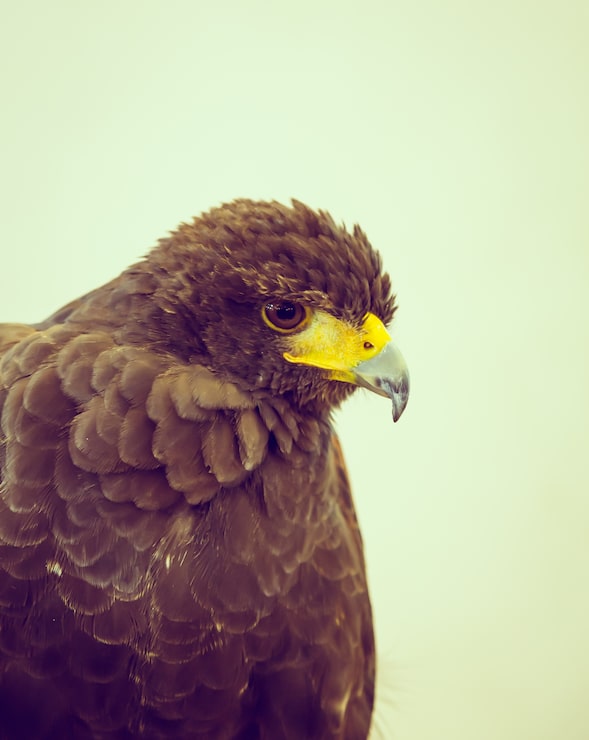 Photo gratuit faucon close up