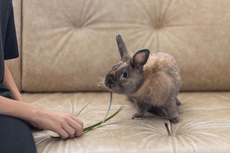 Photo gratuit une fille nourrit un lapin sur le canapé.