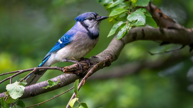 Photo gratuit geai bleu