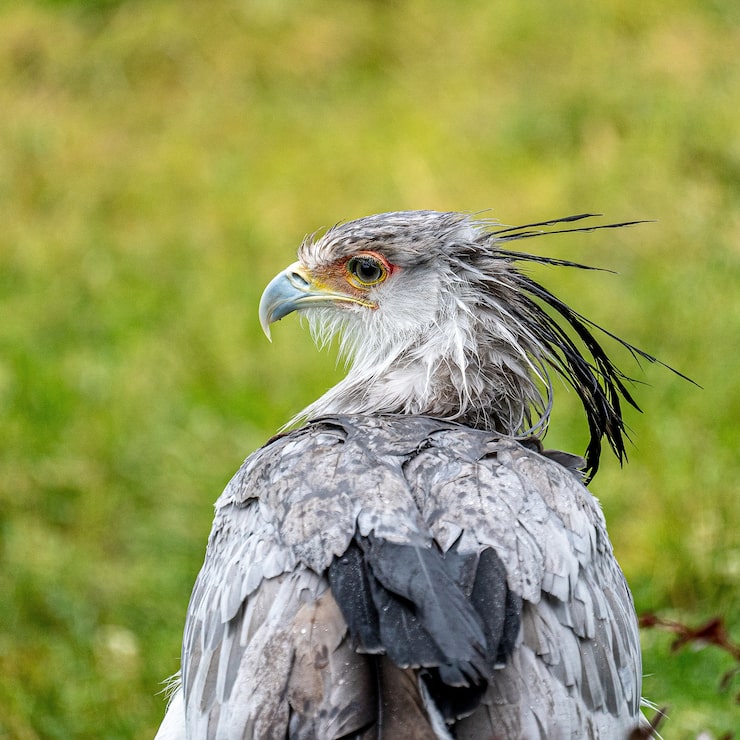 Photo gratuit gros plan d'un aigle debout sur un champ vert pendant la journée