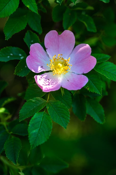 Photo gratuit gros plan vertical tiré d'une belle rose sauvage rose sur un flou