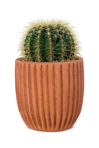 Photo gratuit petit cactus tonneau dans un pot en terre cuite