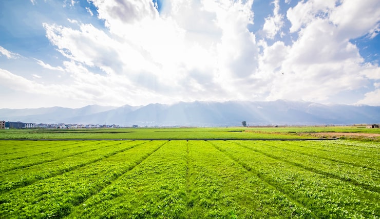 Photo gratuit des terres agricoles