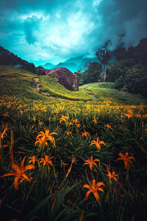 Photo gratuit verticale du champ de lys orange et d'un ciel sombre nuageux