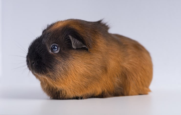 Photo gratuit vue rapprochée d'un cochon d'inde isolé sur une surface blanche