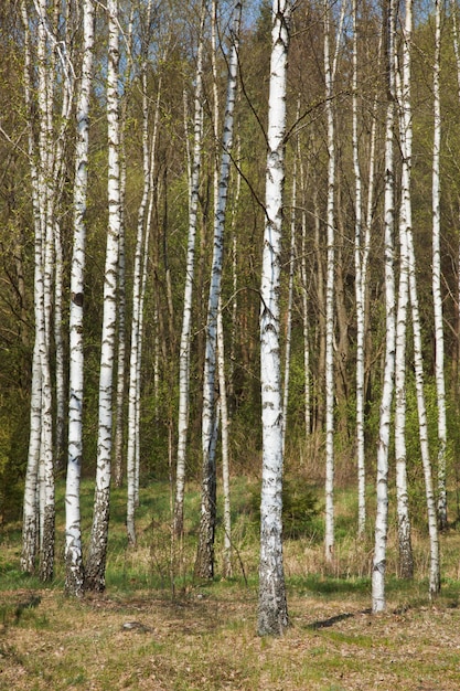 Photo birch grove