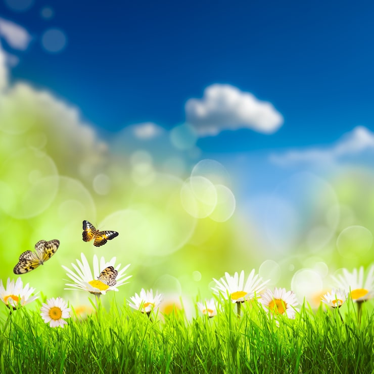 Photo fond de printemps avec de l'herbe et des camomilles