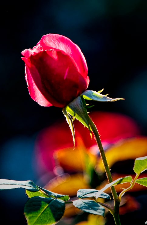 Photo un gros plan de la rose rouge