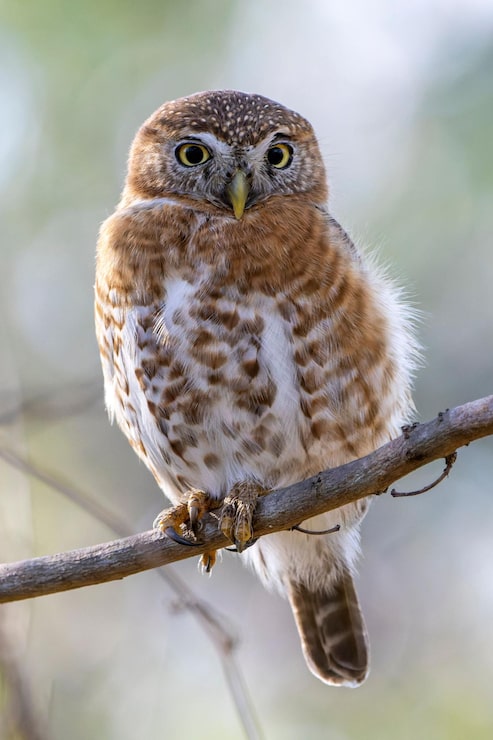 Photo un hibou perché sur une fine branche d'arbre nue dans une zone boisée