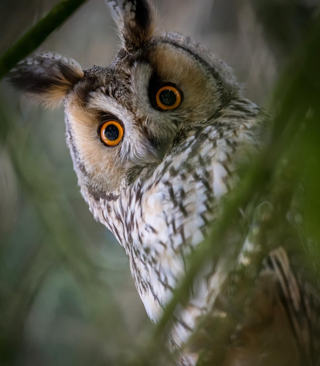 Photo portrait d'un oiseau en gros plan