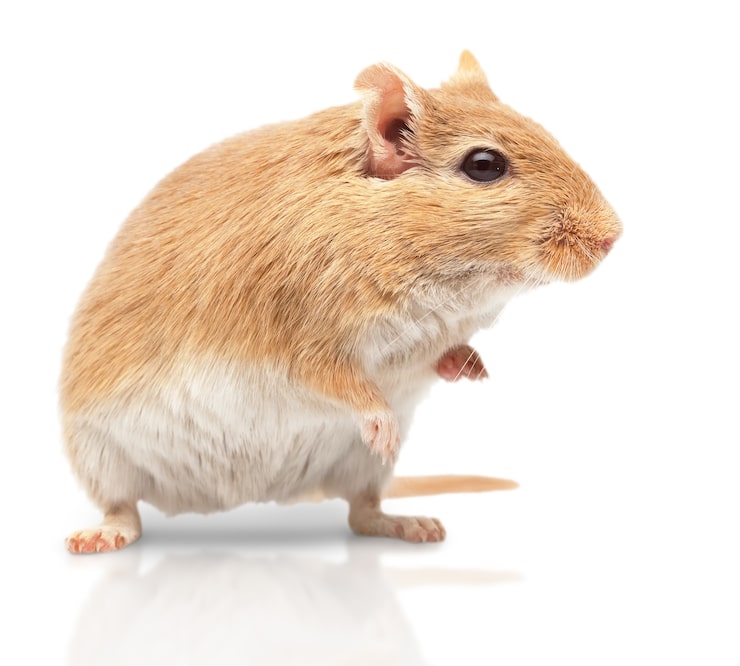 Photo la souris isolée