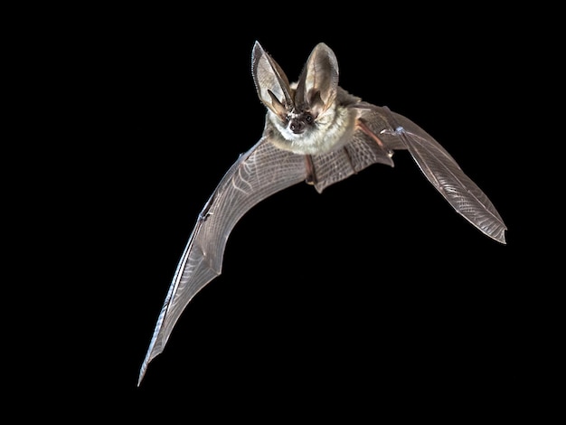 Foto flygende grå langøreflaggermus