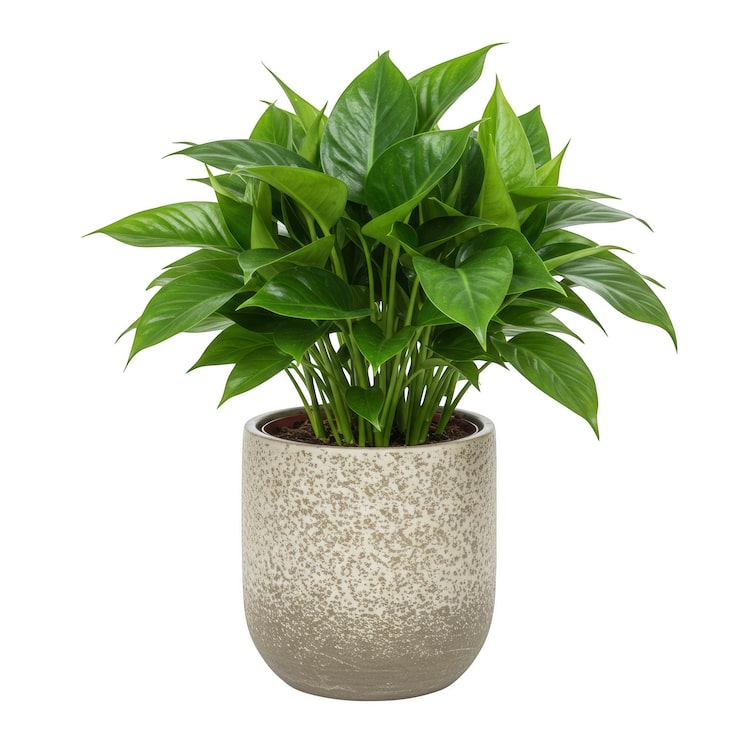 Foto frodig grønn potteplante i keramikkpotte