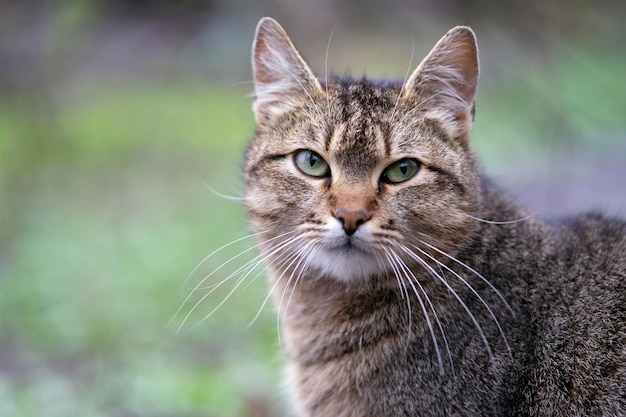 Foto katt