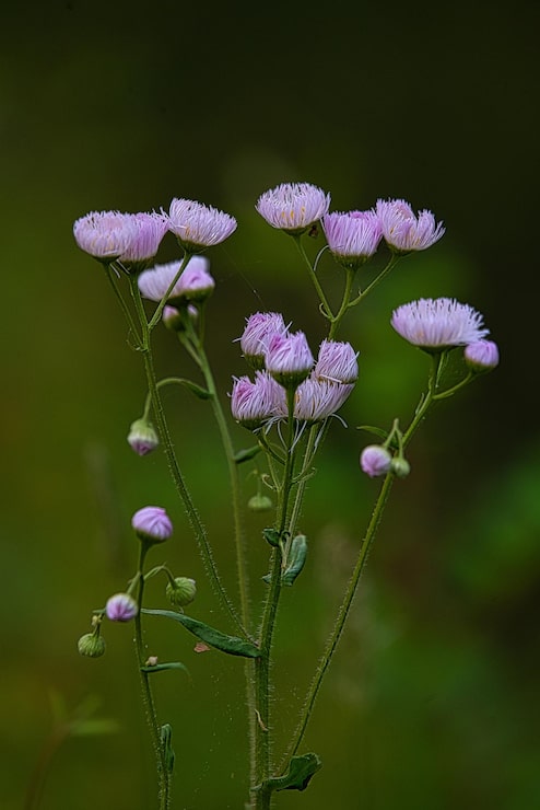 Foto lilla blomster i felt