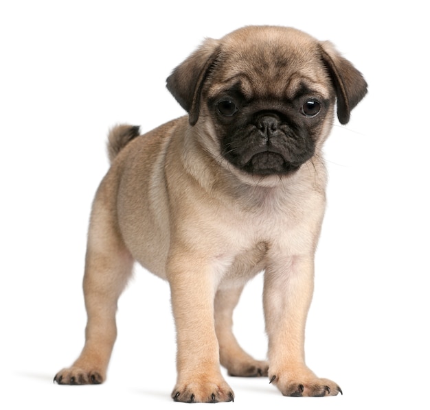 Foto mops (8 uker gammel)