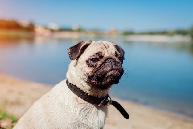 Foto mops som sitter ved elven