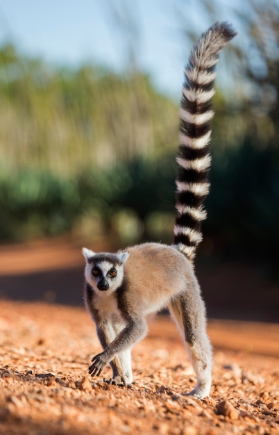 Foto ringhalelemur på bakken
