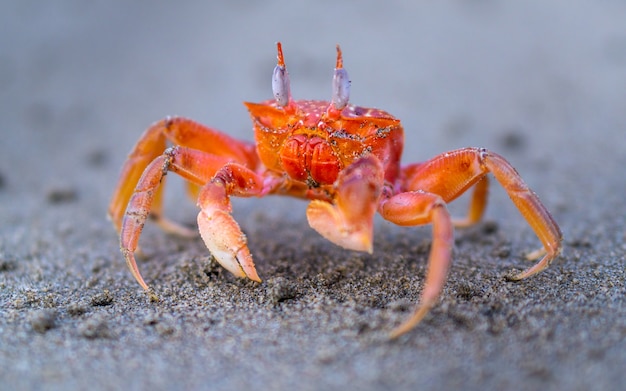 Foto strandkrabbe