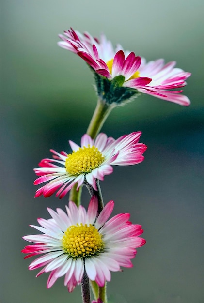 Foto tre tusenfryd i blomst