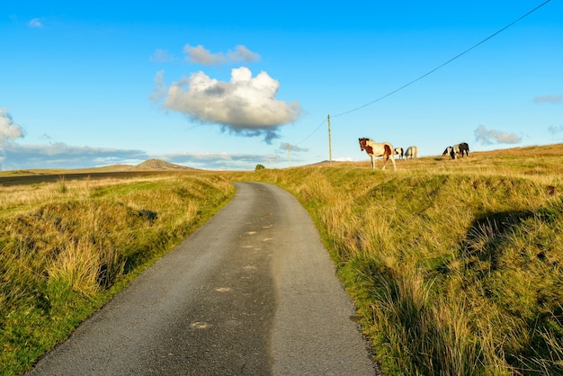 Foto bodmin moor