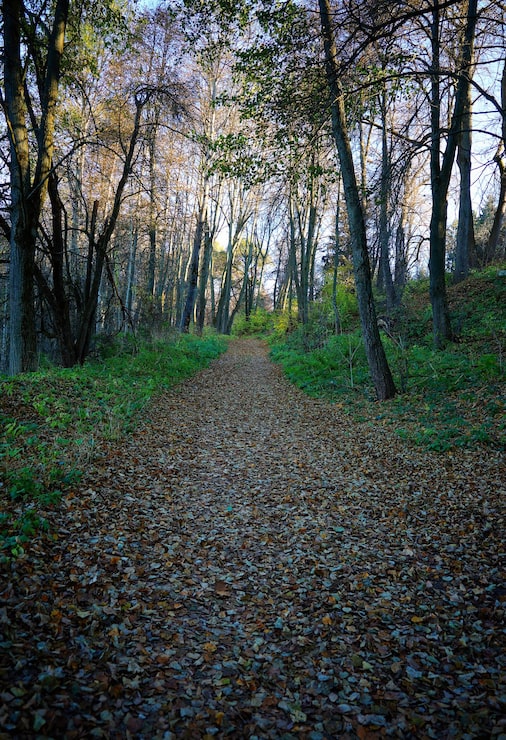 Foto efterårspark sti landskab baggrund