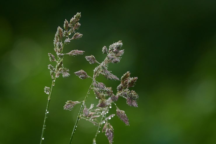 Bild närbild av blommande växt