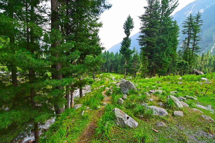 Kuva metsä kumratin laaksossa pakistanissa
