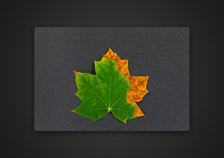 Kuva vaahteranlehti harmaalla pöydällä