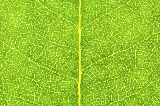 Photo 特写镜头，完整的叶子纹理