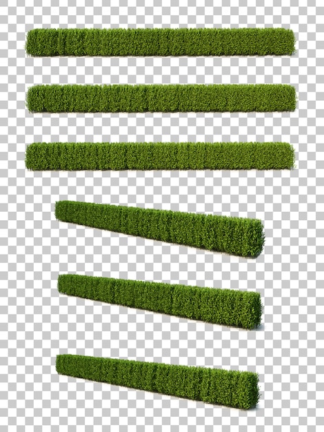 PSD 3d-gjengivelse av buxus microphylla