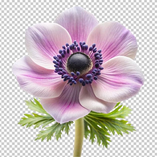 PSD anemonblomma