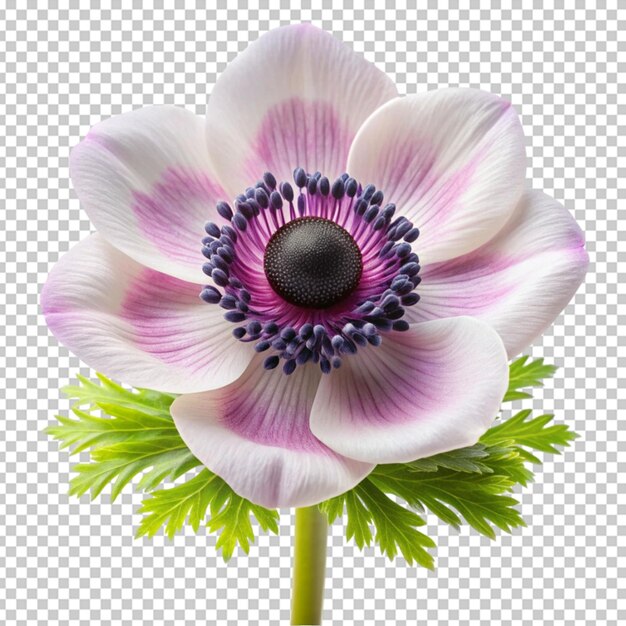PSD anemonblomma