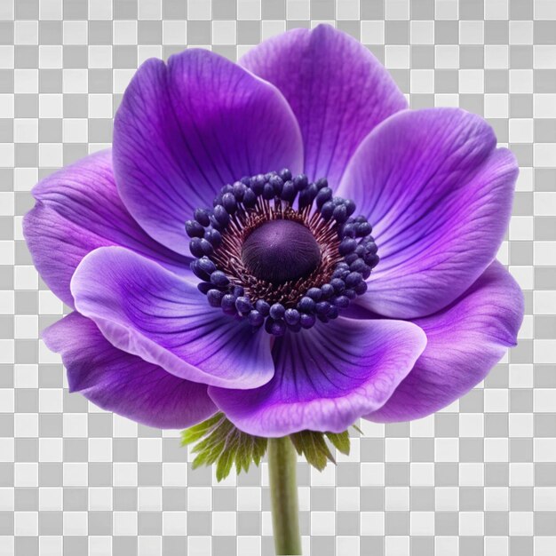PSD anemonblomma