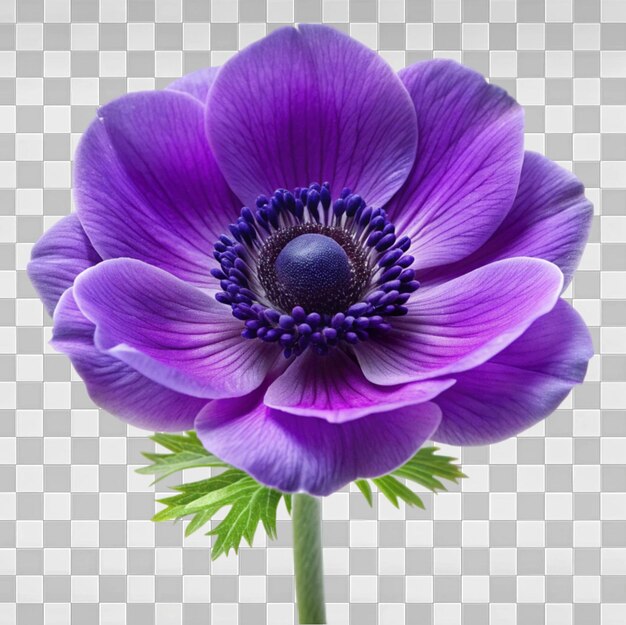 PSD anemonblomma