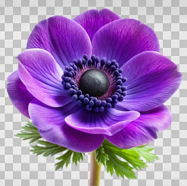 PSD anemonblomma