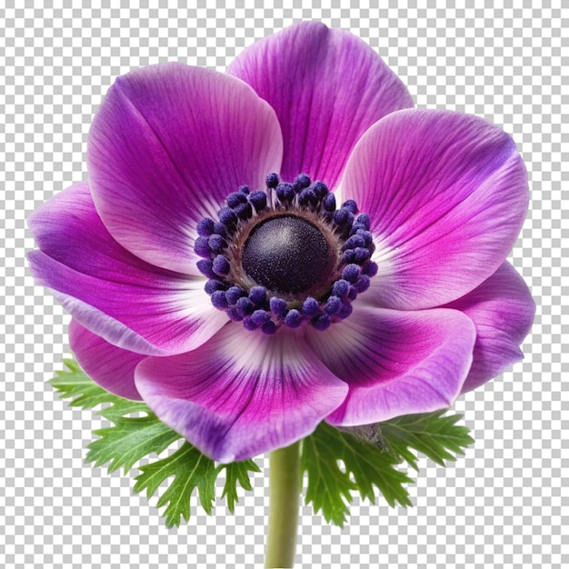 PSD anemonblomma
