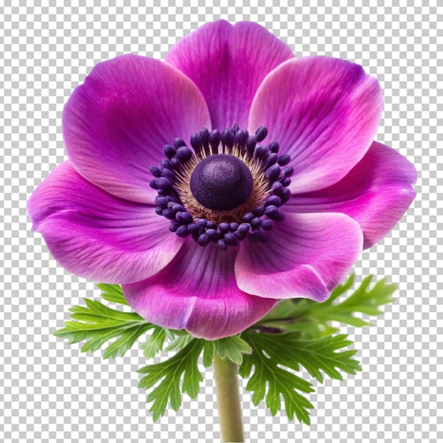 PSD anemonblomma