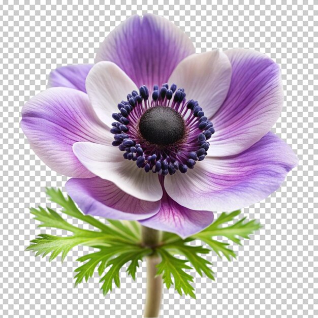 PSD anemonblomma