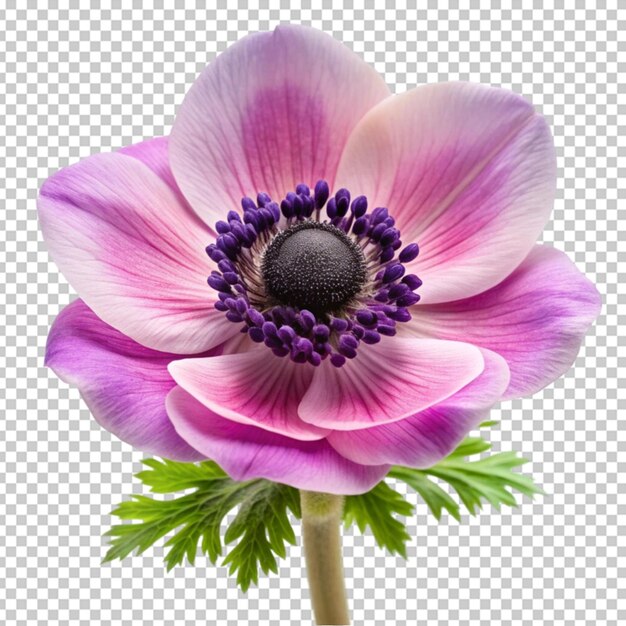 PSD anemonblomma