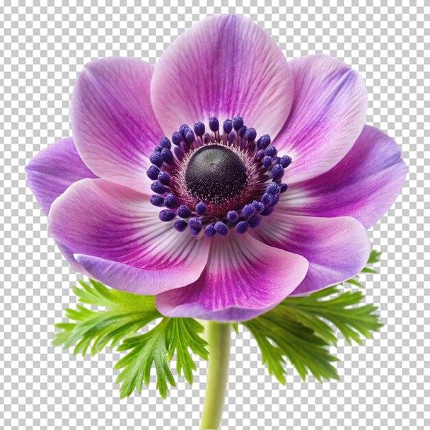 PSD anemonblomma
