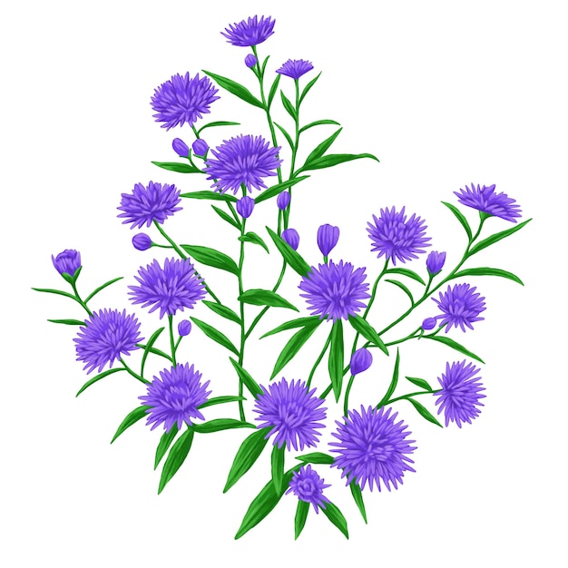PSD asterblomst botanisk akvarellillustrasjon