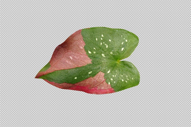PSD caladium-blader