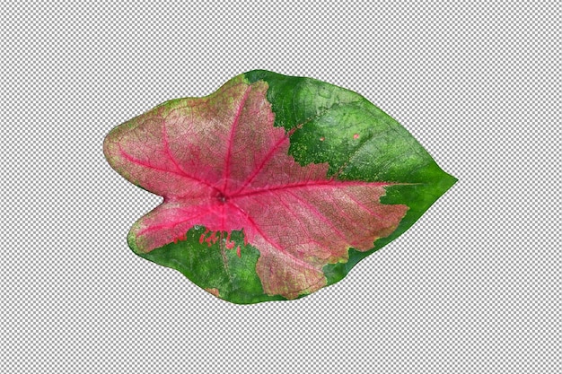 PSD caladium-blader
