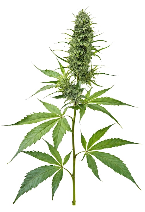 PSD cannabisblad isolerat