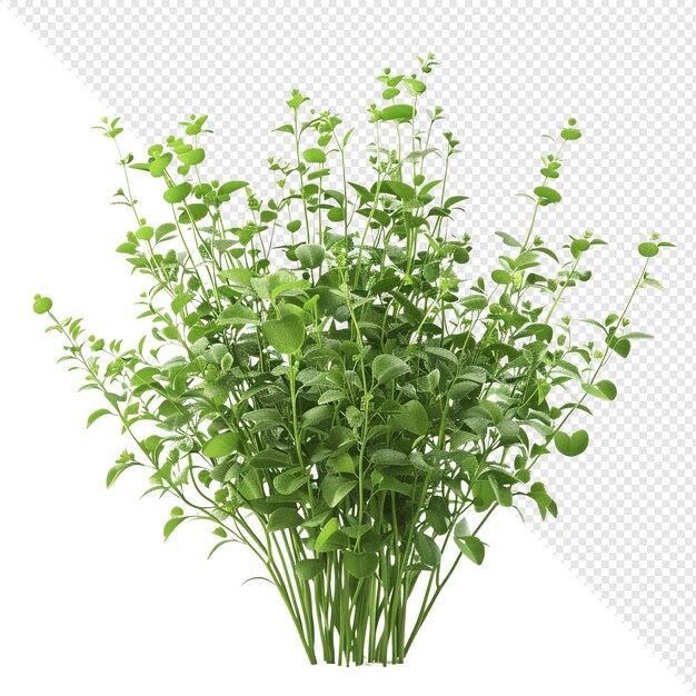 PSD de levendige groene struik is geïsoleerd