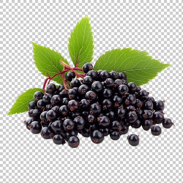 PSD fläderbärsfrukter