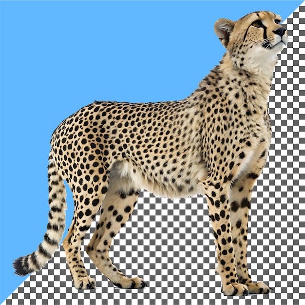 PSD gepard