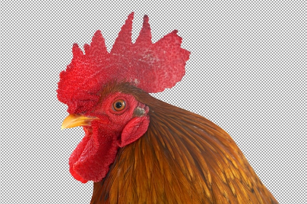 PSD horoz dövüşü horozu