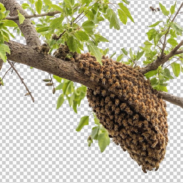 PSD insekt på gren